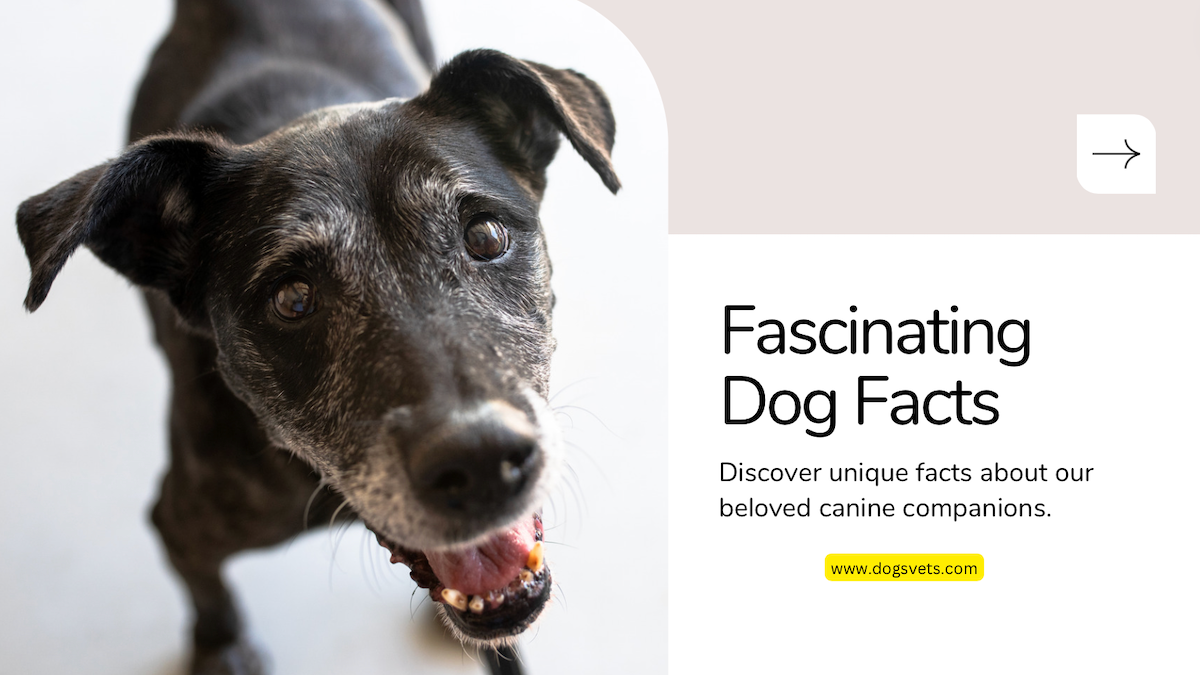 Top 20 interesting facts about dogs: Unleashing the Secrets of Dogs